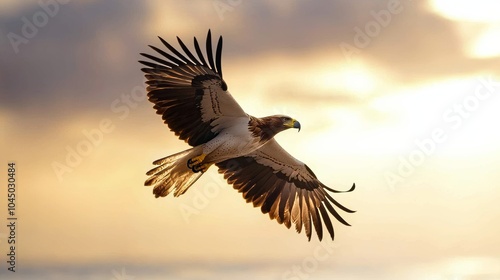 An eagle soars gracefully against a golden sunset sky.