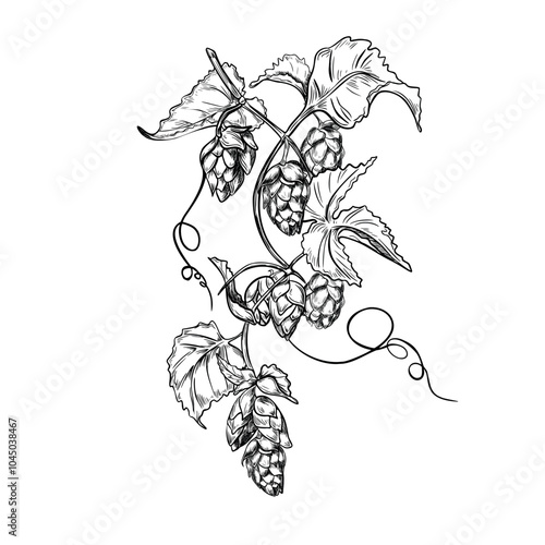 Hop vine, humulus cone black white graphic vector illustration isolated. Hop cones branch leaves painted engraving in botanical sketch for design beer label, herbal packaging, Oktoberfest. Hops liana.