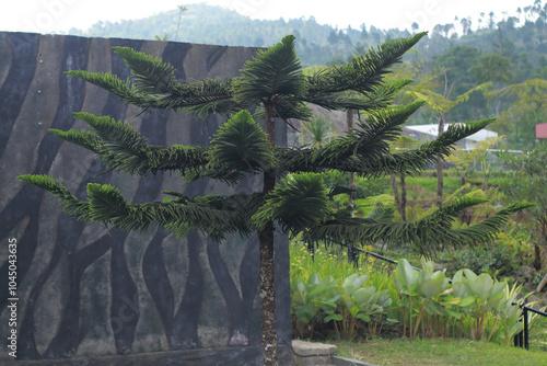 Close-up photo of a tropical pine tree with uniquely shaped branches in a lush green garden. The tree features dark green leaves with a scenic mountain background, adding an exotic touch photo