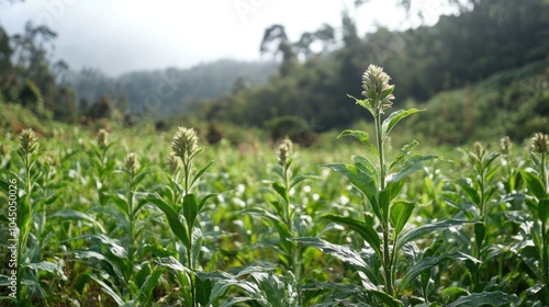 Kikuyu plant medicine healing, traditional herbal remedies passed down through generations for health and well-being photo