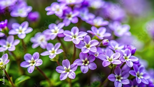 small purple flowers with white petals growing on plant Low Angle