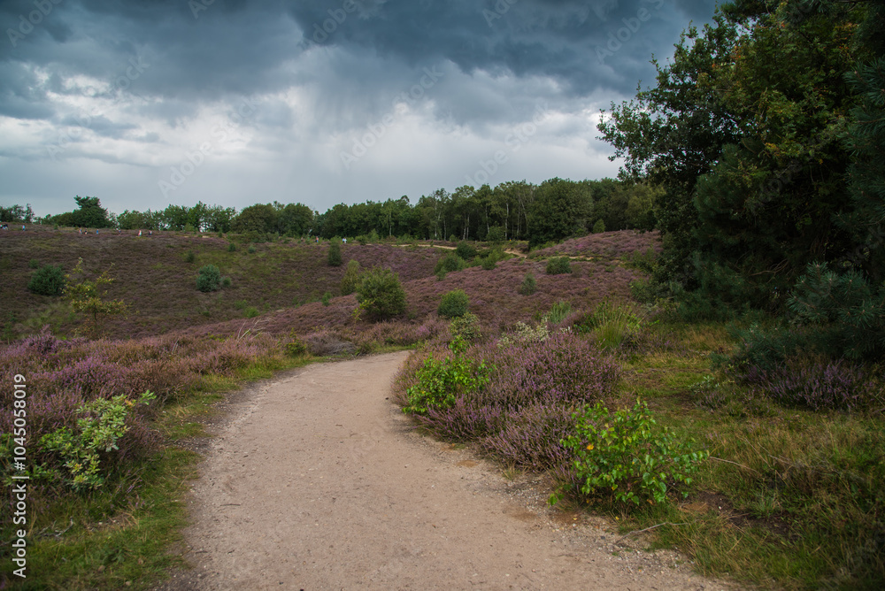 Fototapeta premium path in the field