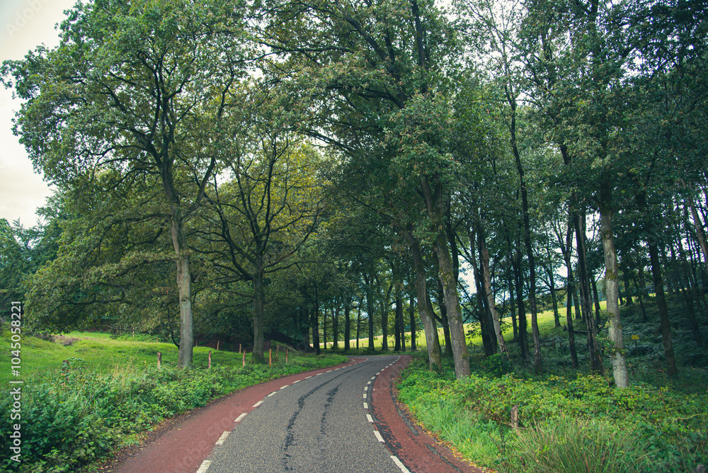 road in the forest road in the forest