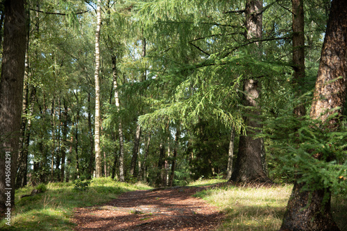 Fototapeta Naklejka Na Ścianę i Meble -  path in the coniferous forest 