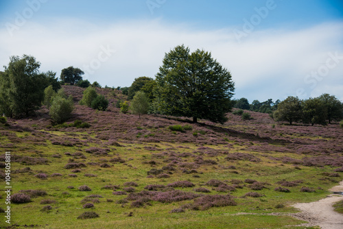 landscape with trees and mountains