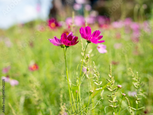 flowers in the field