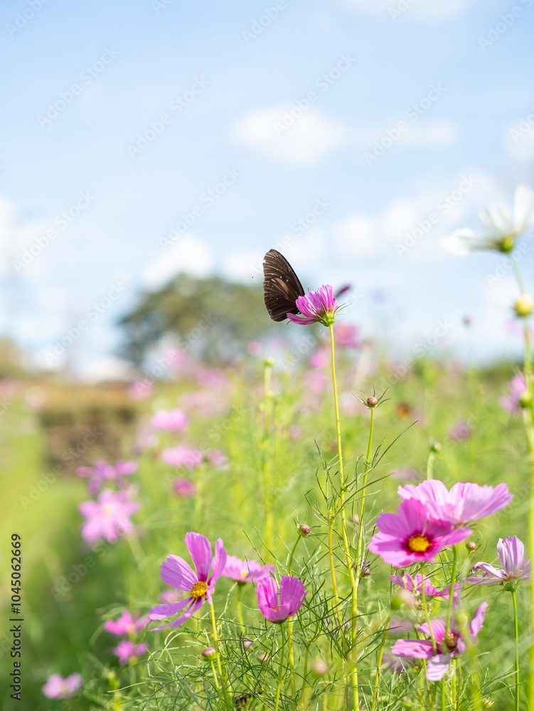 Fototapeta premium flowers and butterfly