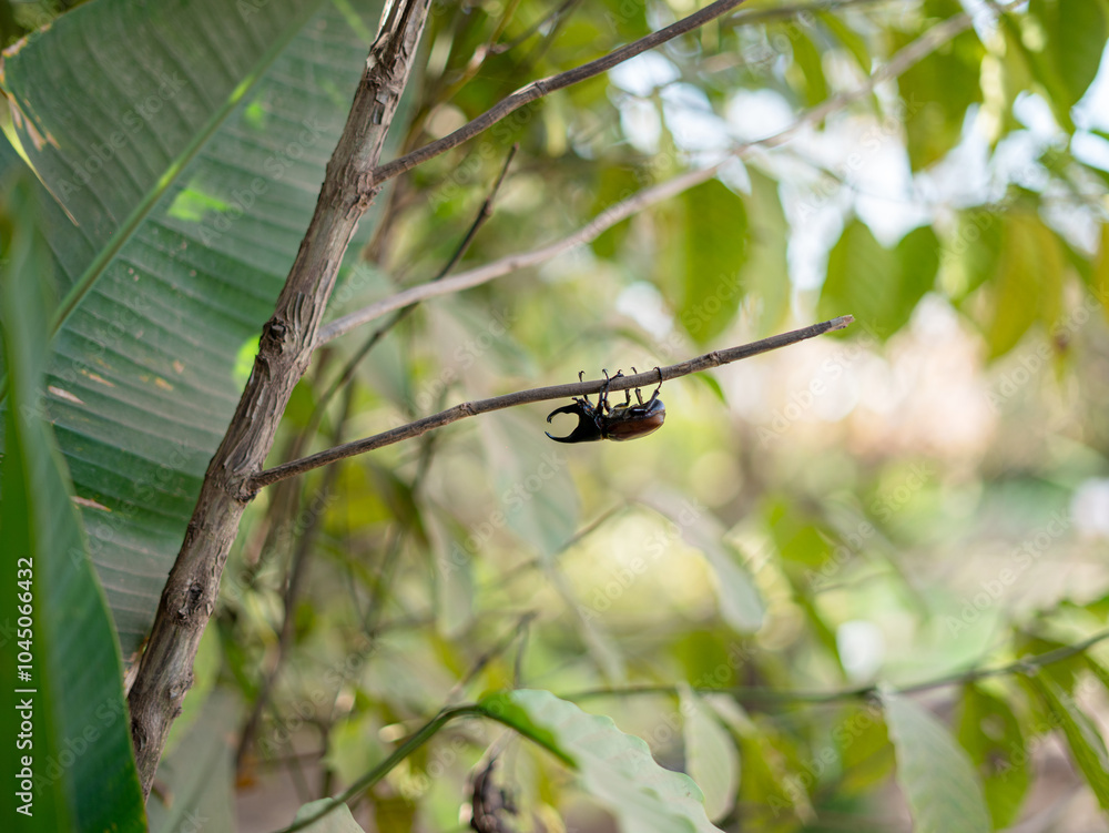 Fototapeta premium dragonfly on a tree branch
