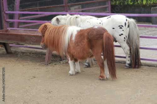 Two miniature ponies standing in a pen, one with brown and white coloring and the other with black and white spots. A charming scene ideal for themes of farm animals, countryside, and petting zoo attr photo