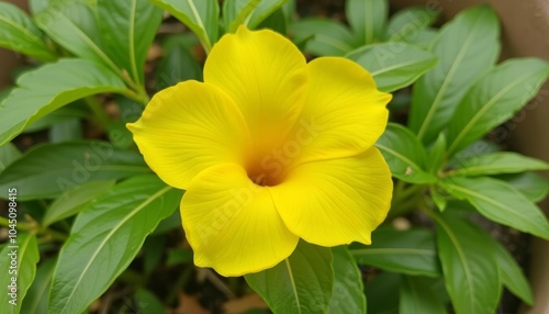  Bright yellow flower blooming in the garden