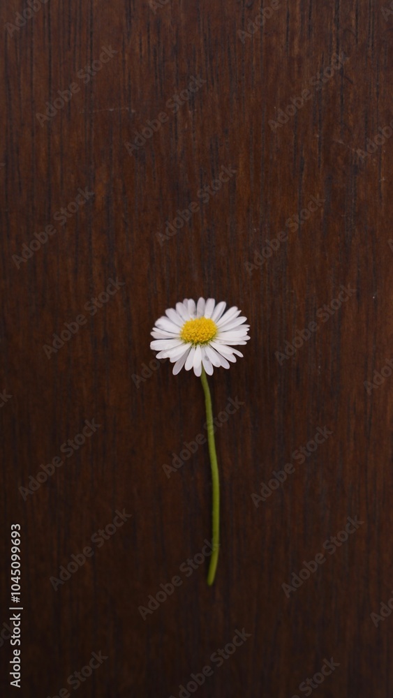 Obraz premium daisy on wooden background
