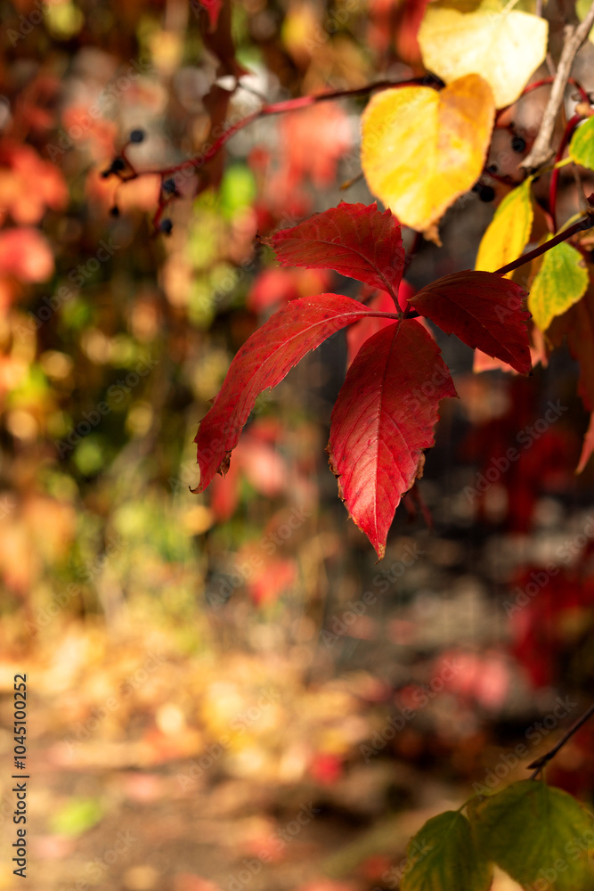 Red autumn leaf on a branch. Red shades of autumn. Red autumn leaf on a branch. Red shades of autumn.