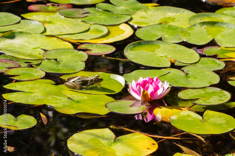 A picturesque picture by the pond shows a pink water lily rising from the depths of the water framed by lush green lily pads. On the right is a miniature frog A picturesque picture by the pond shows a pink water lily rising from the depths of the water framed by lush green lily pads. On the right is a miniature frog