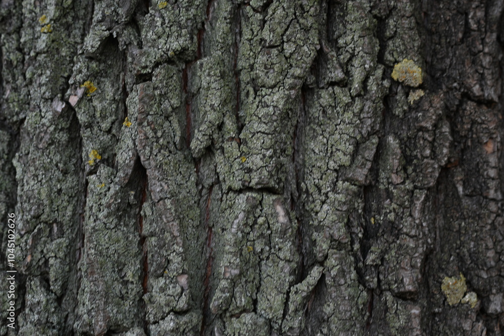 grey texture of tree bark as background close up, grey texture of tree bark verde macro grey texture of tree bark as background close up, grey texture of tree bark verde macro