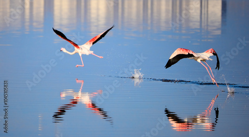 flamingo in flight