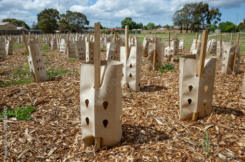 Young trees or plants are being protected by cardboard tree guards made from biodegradable material, are wrapped around the saplings to shield them from harsh weather or other hazards. photo