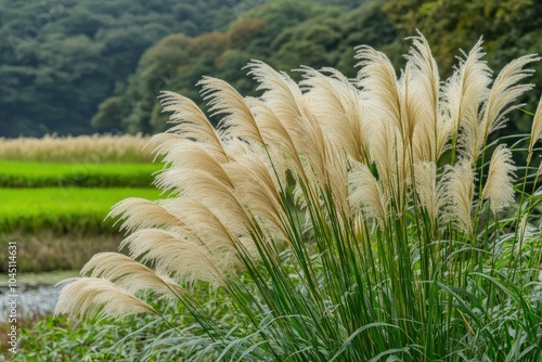 Miscanthus Sinensis. Green Plant Nature in Ibaraki, Japan with Moss and Forest Background photo