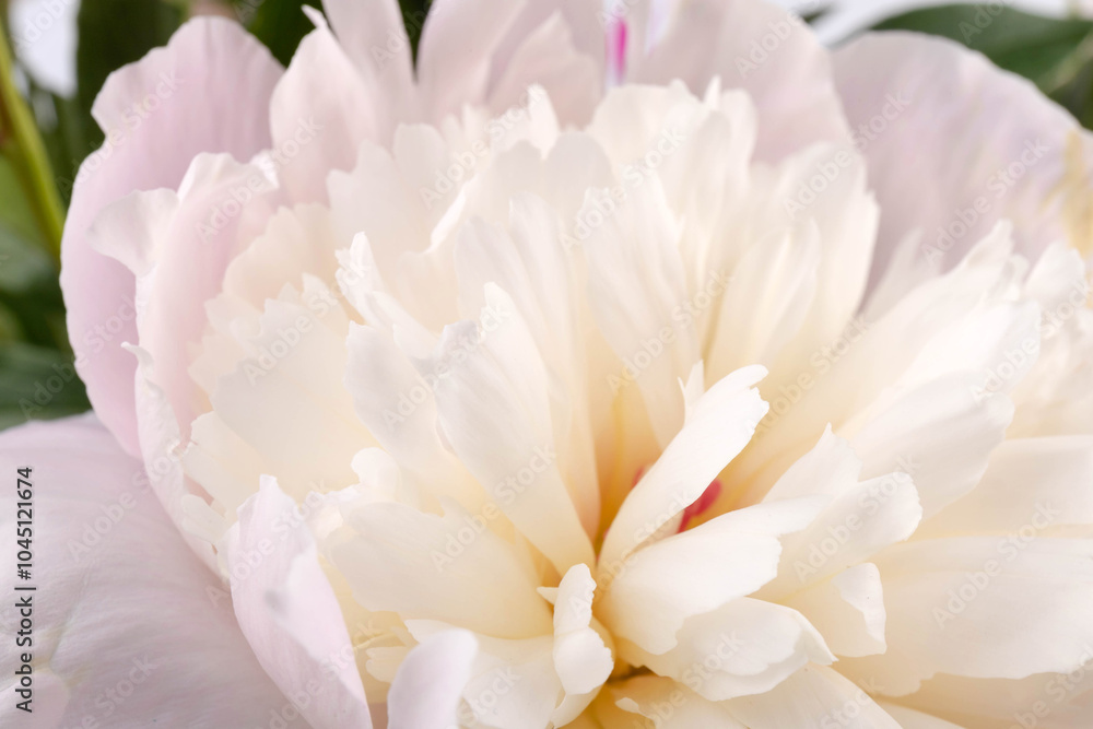 Fototapeta premium Peonies flowers. Floral beautifull background. Closeup. Nature.