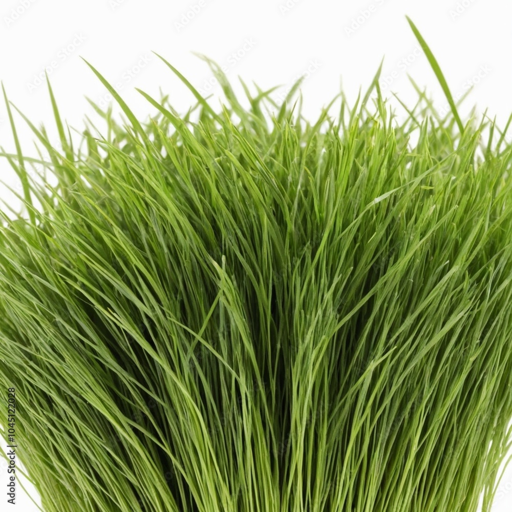 Obraz premium Bunches of grass on white background