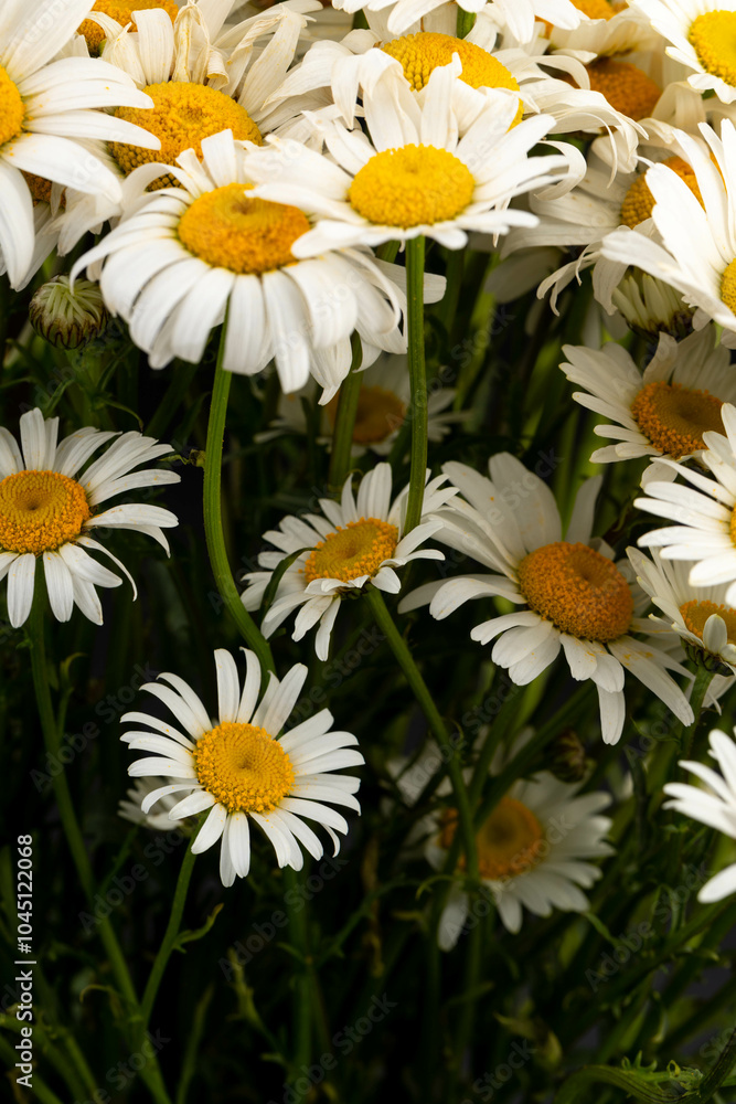 Obraz premium Chamomile or daisies isolated on black background.