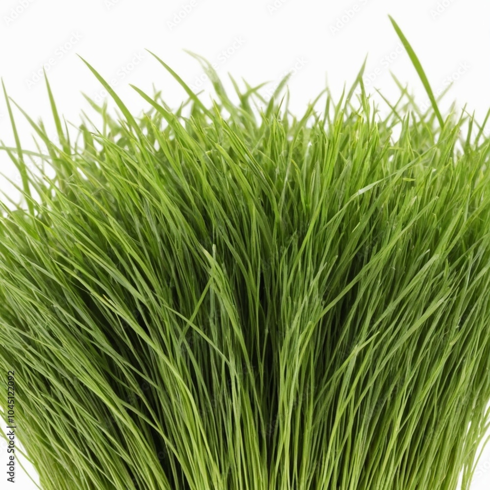 Fototapeta premium Bunches of grass on white background