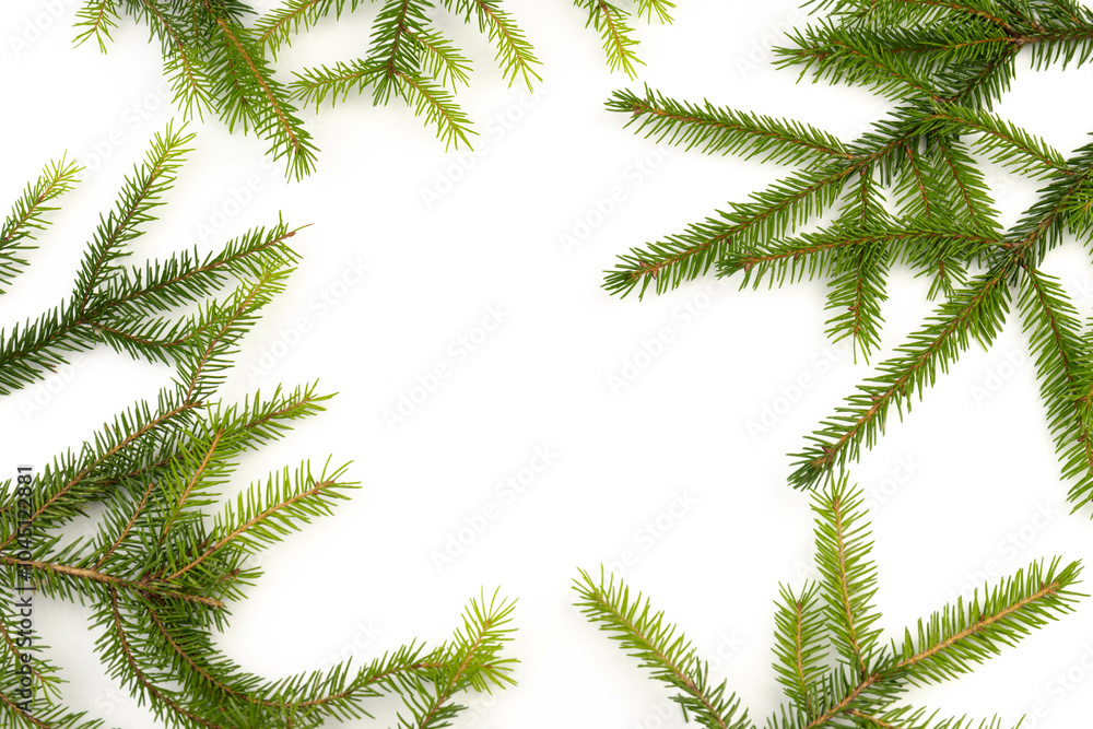 Pine branch isolated on white background. Fir tree branch isolated on white Pine branch isolated on white background. Fir tree branch isolated on white