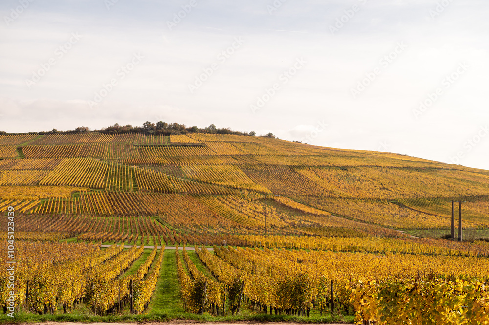 Naklejka premium Herbstliche Weinberge