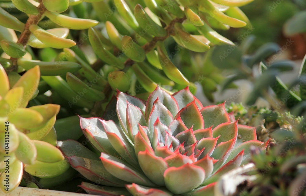 Leaves of different succulents on a blurry background Leaves of different succulents on a blurry background