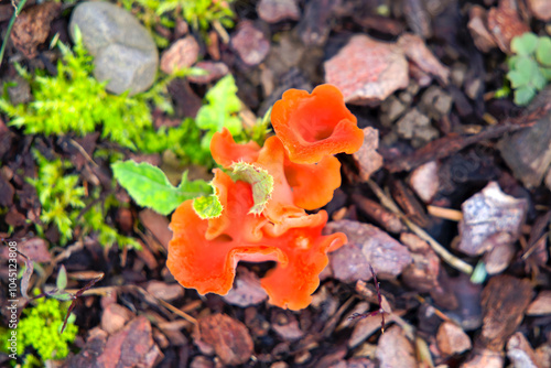 Top view of orange mushroom type Tremiscus Helvelloides surrounded by wood chips at garden at Swiss City of Zürich on an autumn day. Photo taken October 24th, 2024, Zurich, Switzerland. photo