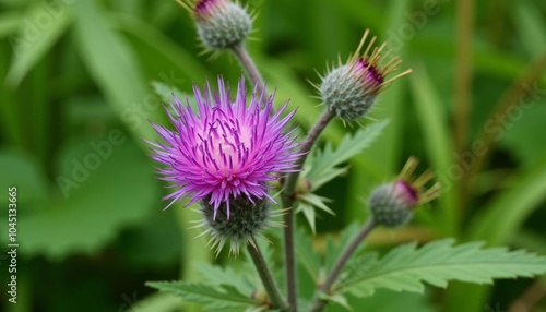  Vibrant purple flower blooming in nature