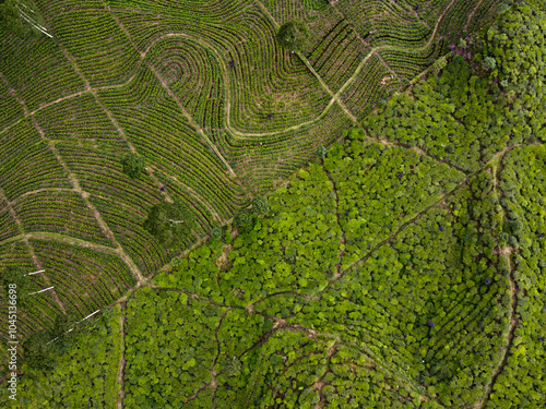 THE BEAUTY OF THE PANORAMA OF THE TEA PLANTATION AREA IN THE HIGHLANDS AT THE FOOT OF MOUNT SINDORO, WONOSOBO, INDONESIA, WHICH IS COOL AND FERTILE photo