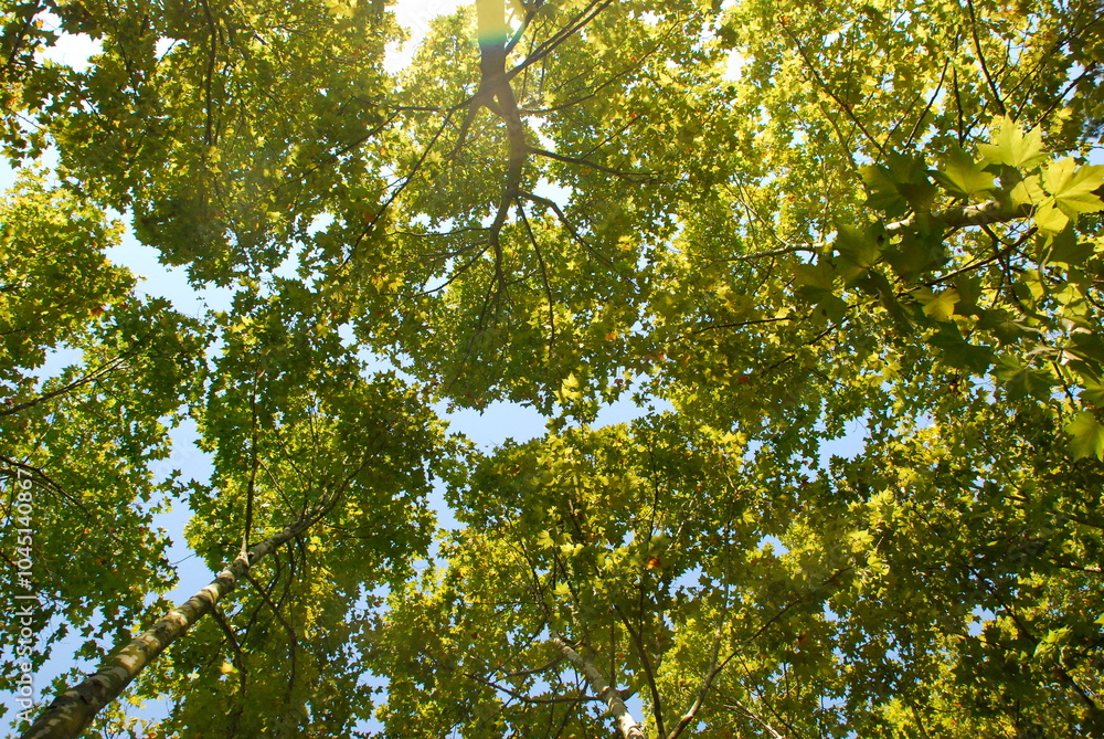 Obraz premium Otoño