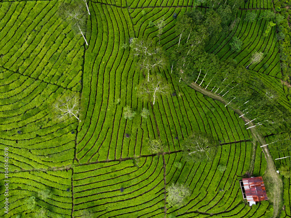 Fototapeta premium THE BEAUTY OF THE PANORAMA OF THE TEA PLANTATION AREA IN THE HIGHLANDS AT THE FOOT OF MOUNT SINDORO, WONOSOBO, INDONESIA, WHICH IS COOL AND FERTILE