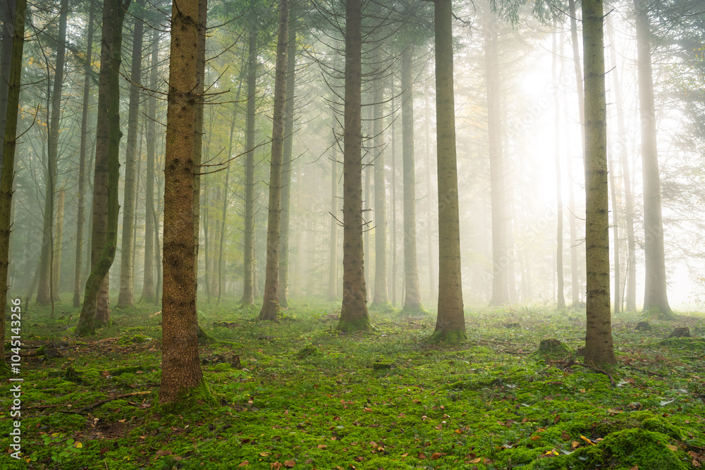 Naklejka premium Foggy or misty forest scene. Autumn morning thick fog, moody atmosphere, no people