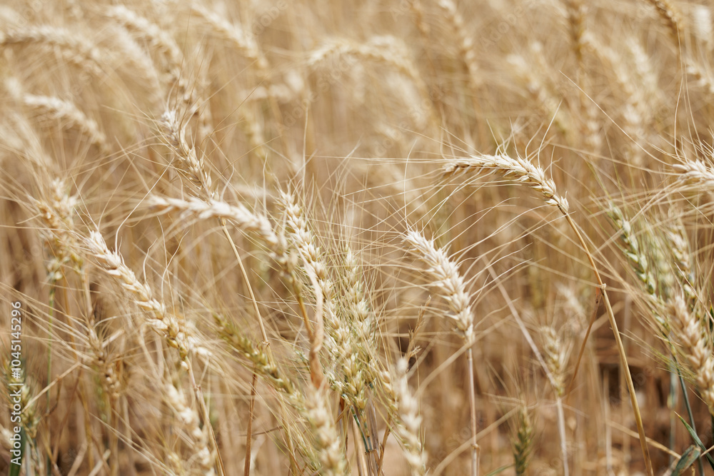 Wallpaper. A close-up of ears of wheat on a sunny summer day. Wheat field. Wallpaper. A close-up of ears of wheat on a sunny summer day. Wheat field.