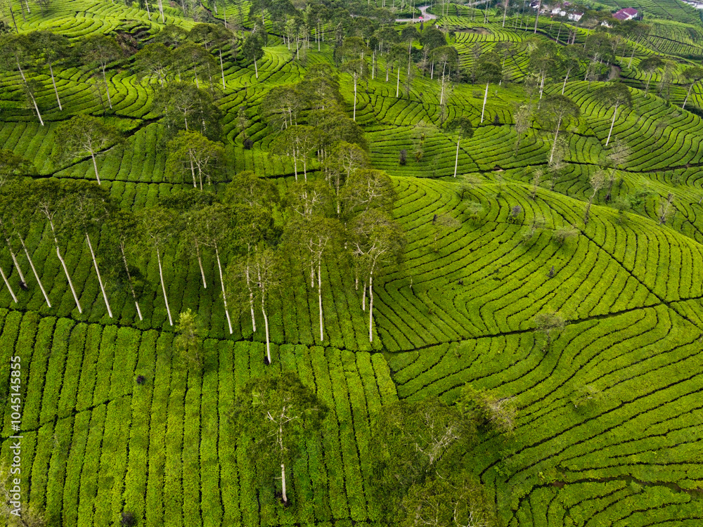 THE BEAUTY OF THE PANORAMA OF THE TEA PLANTATION AREA IN THE HIGHLANDS AT THE FOOT OF MOUNT SINDORO, WONOSOBO, INDONESIA, WHICH IS COOL AND FERTILE THE BEAUTY OF THE PANORAMA OF THE TEA PLANTATION AREA IN THE HIGHLANDS AT THE FOOT OF MOUNT SINDORO, WONOSOBO, INDONESIA, WHICH IS COOL AND FERTILE