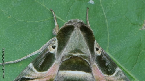 Oleander Hawk Moth on green leaf.