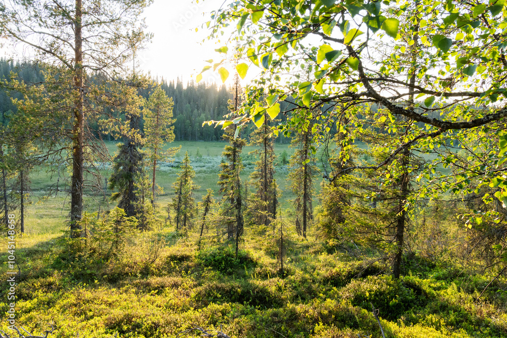 Obraz premium A beautiful golden hour with some Birch branches in the foreground in a summery primeval forest growing on a slope of Riisitunturi National Park, Northern FInland 