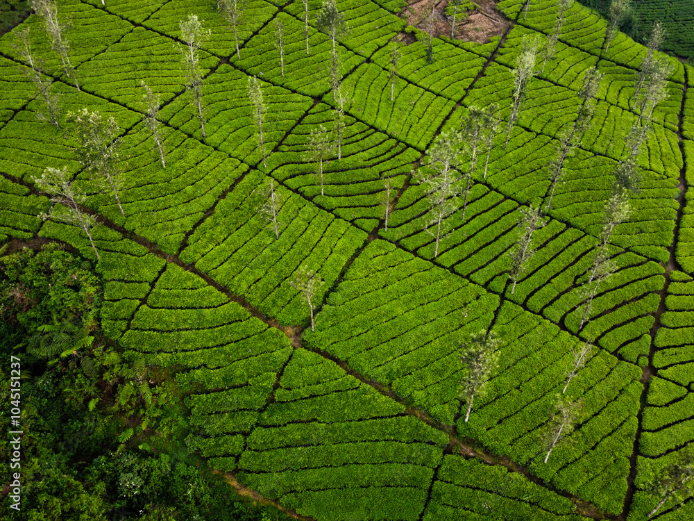 Obraz premium THE BEAUTY OF THE PANORAMA OF THE TEA PLANTATION AREA IN THE HIGHLANDS AT THE FOOT OF MOUNT SINDORO, WONOSOBO, INDONESIA, WHICH IS COOL AND FERTILE