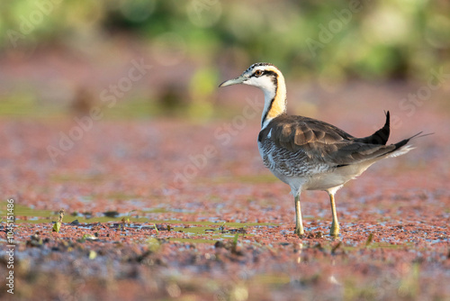 Pheasant-tailed jacana, Hydrophasianus chirurgus,  Maguri Beel, Southeast of Dibru Saikhowa National Park, Tinsukia district, Upper Assam, India photo