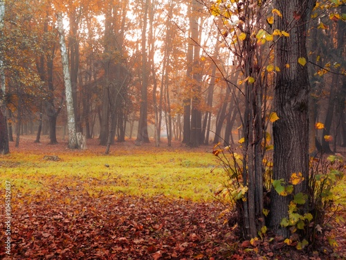 Magical forest with yellow leaves in the fog. Fall colours in the park. Atmospheric autumn landscape.