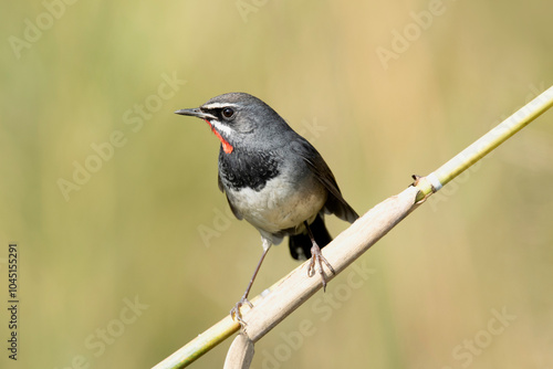 White-tailed Rubythroat, Luscinia pectoralis,  Maguri Beel, Southeast of Dibru Saikhowa National Park, Tinsukia district, Upper Assam, India photo