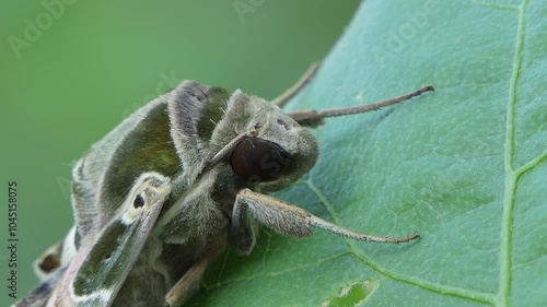 Oleander Hawk Moth on green leaf.