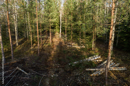 Small piles of wood after first commercial thinning in a young mixed forest in rural Estonia, Northern Europe photo