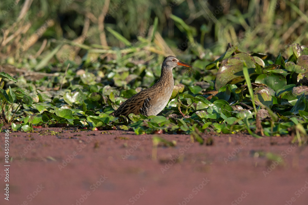 Brown-cheeked rail, Eastern water rail, Rallus indicus, Maguri Beel, Tinsukia District of Upper Assam, India Brown-cheeked rail, Eastern water rail, Rallus indicus, Maguri Beel, Tinsukia District of Upper Assam, India