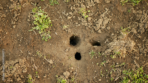 Burrow field vole common soil closeup Microtus arvalis disaster burrowing earth extremely handheld attacked ground alfalfa Medicago sativa lucerne plant violet infested by short-tailed pest Europe photo