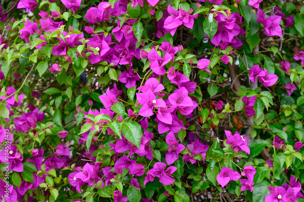 Purple bougainvillea flower background, thorny ornamental tropical vine, garden gardening exotic invasive, close closeup detail macro Purple bougainvillea flower background, thorny ornamental tropical vine, garden gardening exotic invasive, close closeup detail macro