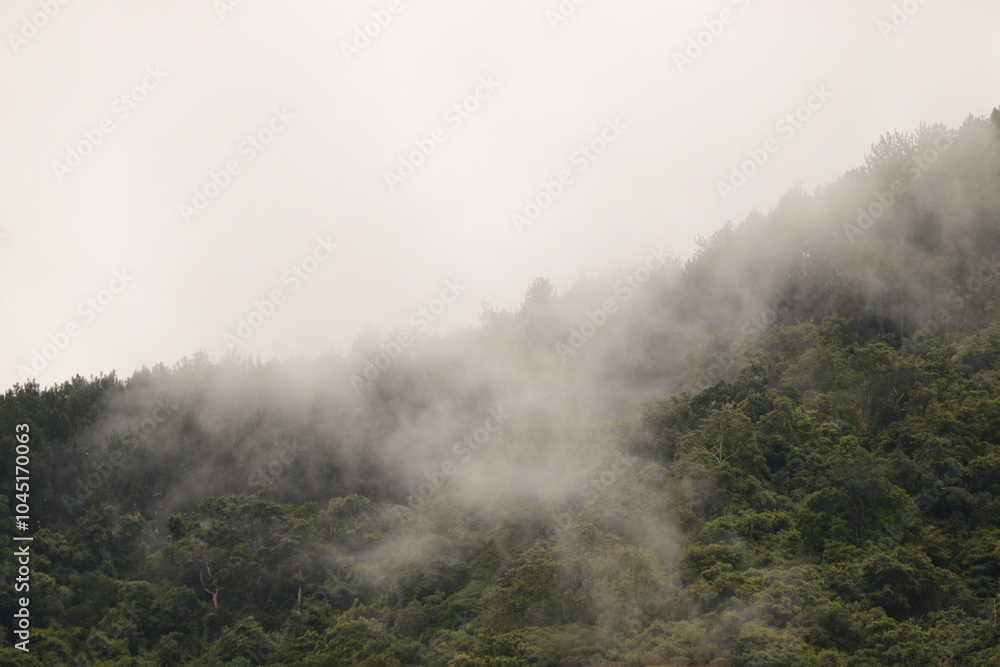 fog in the forest fog in the forest
