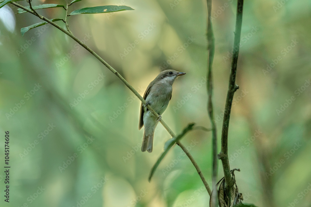 Obraz premium Large Woodshrike, Tephrodornis virgatus Dehing Dehing Patkai Wildlife Sanctuary, Assam, India