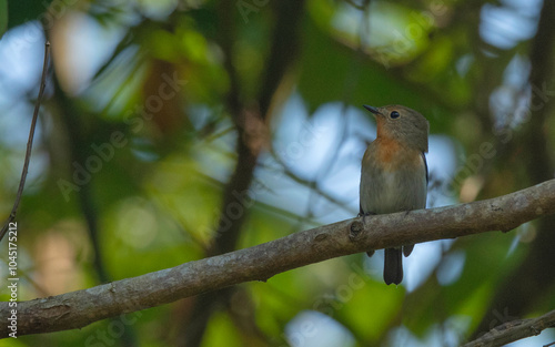 Sapphire Flycatcher, Ficedula sapphira, Male Dehing Dehing Patkai Wildlife Sanctuary, Assam, India photo